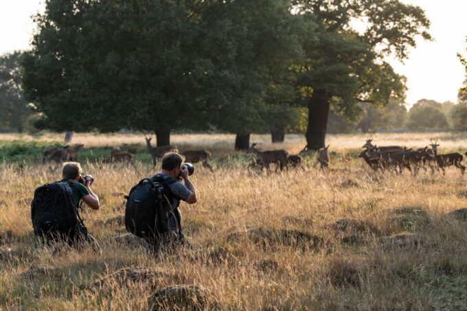 Richmond Park, London: Sunset Wildlife Photography Workshop - Ethical Wildlife Photography