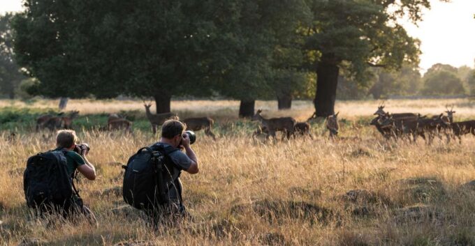 Richmond Park, London: Sunset Wildlife Photography Workshop - Storytelling Through Images