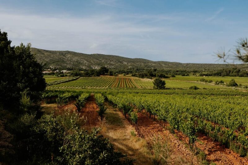Richness of Provence in One Day - Customizable Private Trip - Experience and Activities