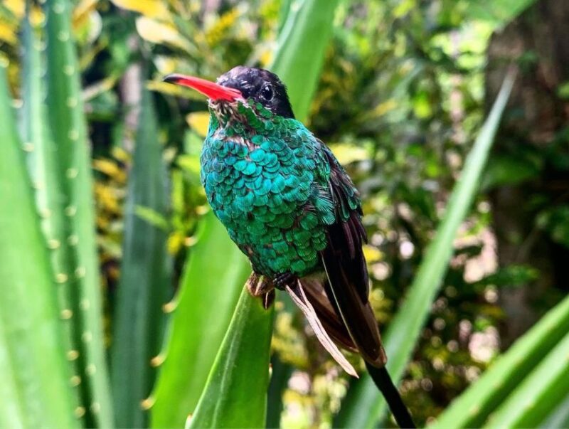 Rick's Cafe and Barneys Hummingbird Garden Tour - Highlights of the Experience