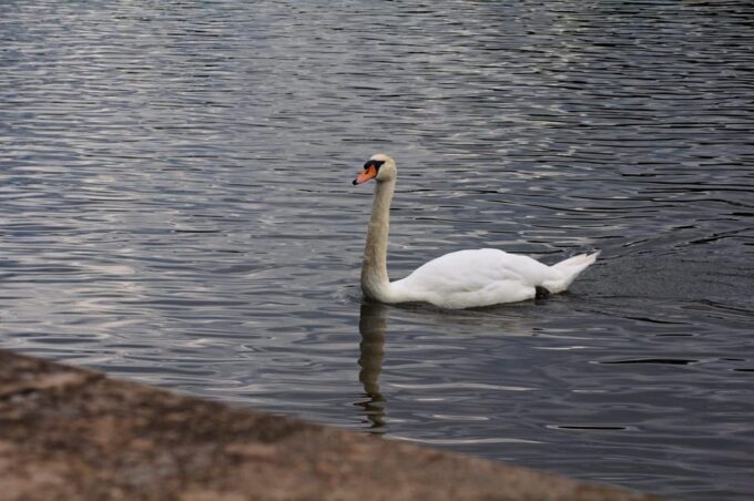 Ride a Motorboat Into the Sunset & Enjoy a Picnic - Picnic on the Lake