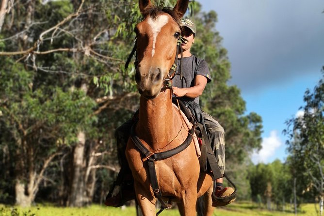 Ride in the Morning and Plant a Tree on the Top of the Island - Panoramic Views From Mount Terevaka