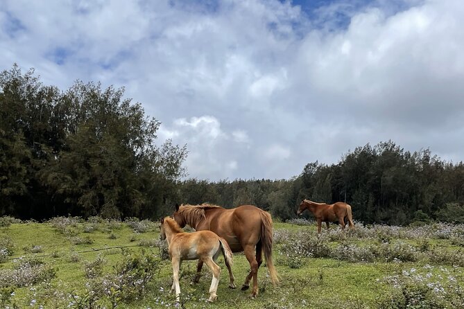 Ride Waipio on Horseback: Mountain to Ocean Working Cattle Ranch - Experience a Personal Small Group Tour