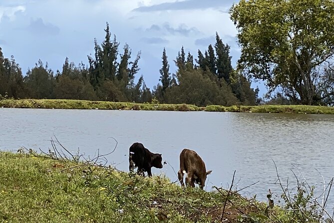 Ride Waipio on Horseback: Mountain to Ocean Working Cattle Ranch - Tour Includes Beach Stop Destination