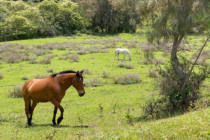 Ride Waipio on Horseback: Mountain to Ocean Working Cattle Ranch - Important Traveler Information and Booking