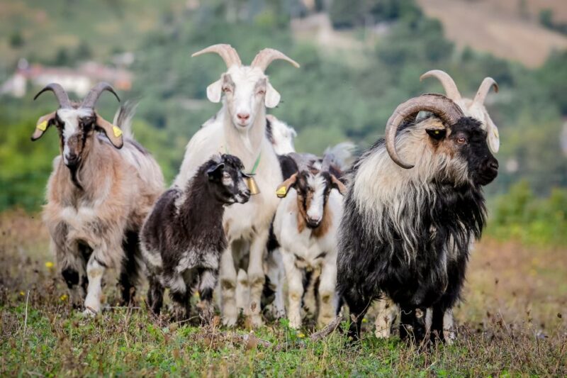 Rimini: San Leo Cashmere Farm Experience - Cashmere Production Phases