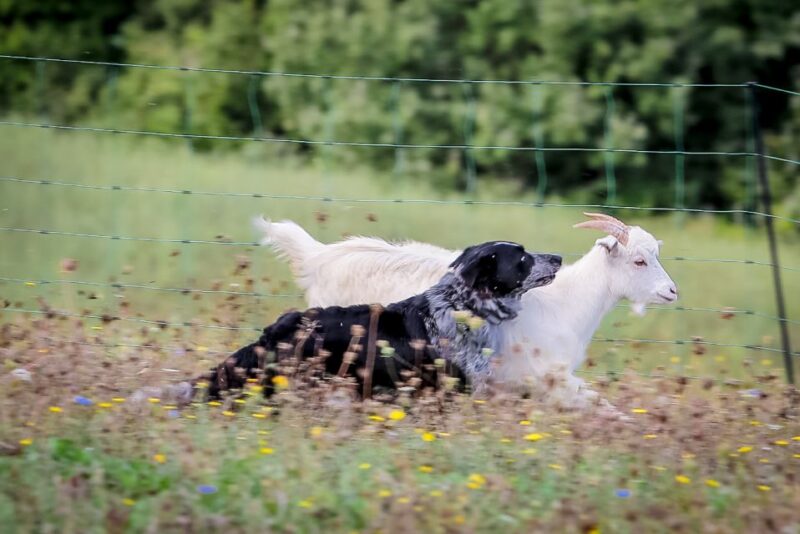 Rimini: San Leo Cashmere Farm Experience - Guardian Dogs Demonstration
