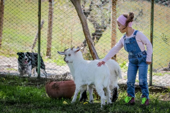 Rimini: San Leo Cashmere Farm Experience - Local Culinary Experience