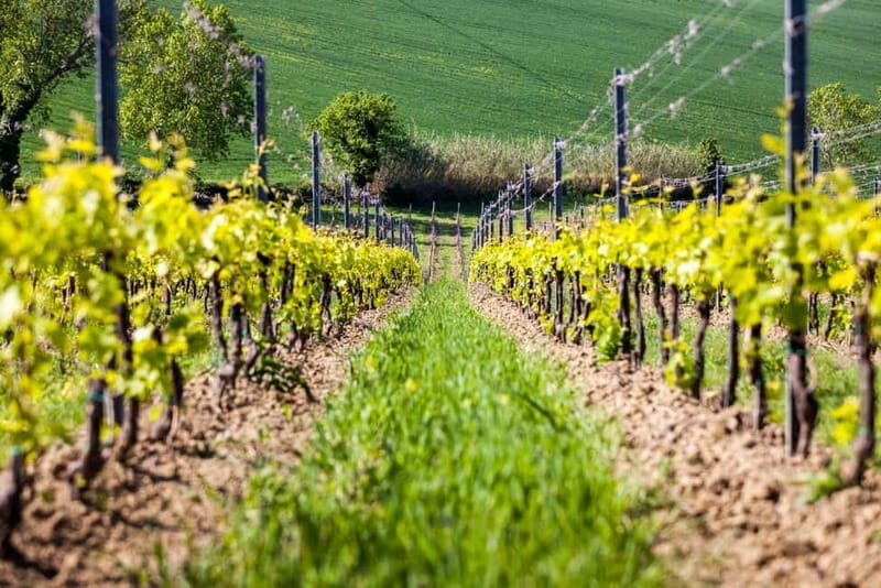 Rimini: San Valentino Vineyards Tour With DOC Wine Tastings - Key Points