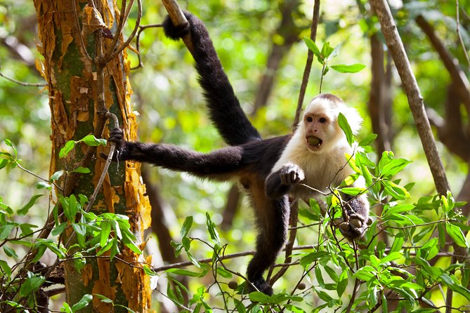 Rincon De La Vieja Volcano Hike, Oropendola Waterfall, Hot Springs & Lunch Combo - Soaking in Rio Negro Hot Springs