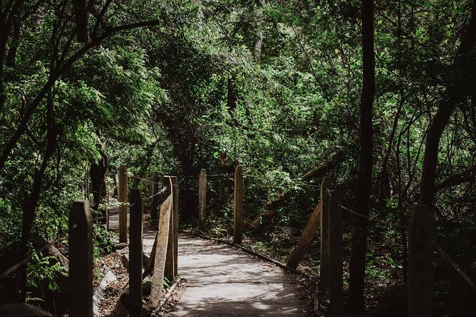 Rincon De La Vieja Volcano Hike, Oropendola Waterfall, Hot Springs & Lunch Combo - Spotting Wildlife in the Rainforest