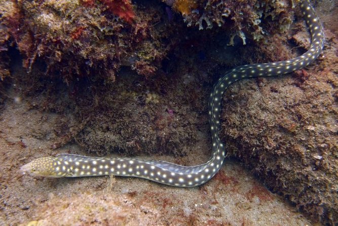 Rincon Snorkeling Adventure - Customer Reviews and Feedback