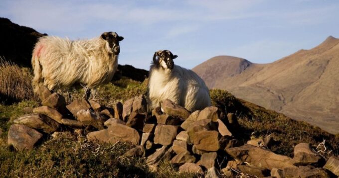 Ring of Kerry Full-Day Tour From Limerick - Customer Reviews and Feedback