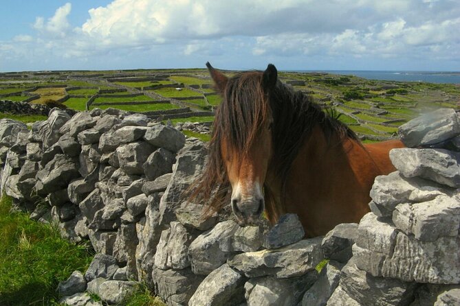 Ring of Kerry & Killarney Tour Departing From Cork City. Guided. Full Day. - Guided Tour Experience