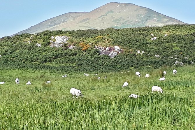 Ring of Kerry Private Day Tour - Additional Information
