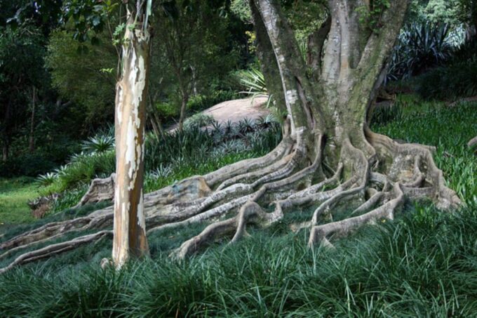 Rio: Burle Marx Site and Cachaça Distillery Private Tour - Important Information