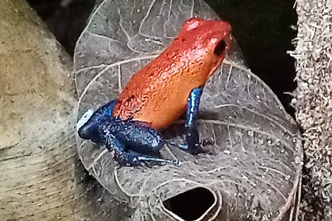 Rio Celeste and Sloth Sanctuary Combo Tour - Rainforest Hike and Rio Celeste Waterfall