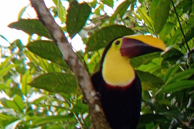 Rio Celeste and Sloth Sanctuary Combo Tour - Pricing and Cancellation Policy