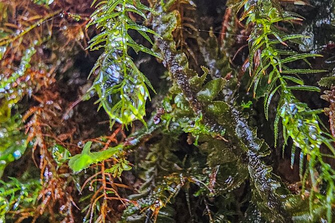 Rio Celeste Guided Hike - Tenorio Volcano - Full Tour - Highlights of the Hike