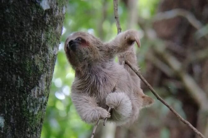 Rio Celeste National Park Hike - Accessibility and Recommendations