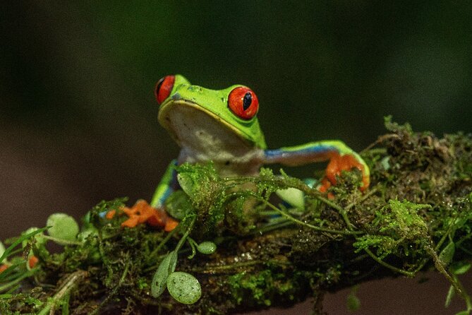 Rio Celeste Nature Night Walk - Guided by Local Naturalists