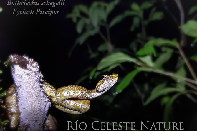 Rio Celeste Nature Night Walk - Meeting and Start Time