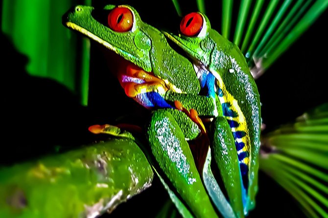 Rio Celeste Nature Night Walk - Traveler Reviews and Ratings