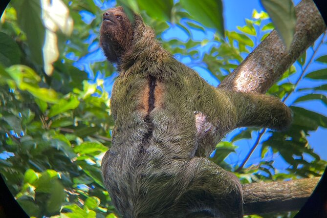 Rio Celeste Rain Forest Tour - Encountering Sloths, Frogs, and Toucans
