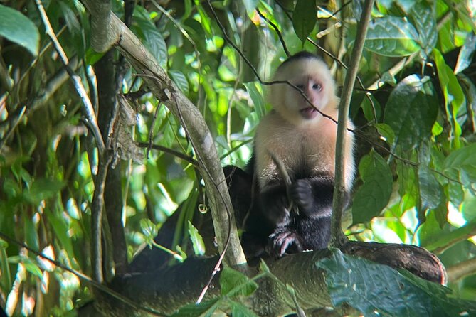 Rio Celeste Rain Forest Tour - Savoring the Included Snacks and Lunch