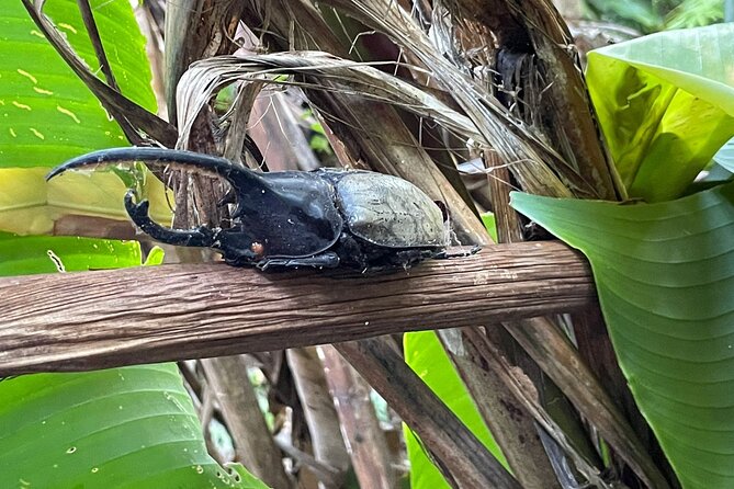 Rio Celeste Rain Forest Tour - Understanding the Tours Accessibility and Limitations