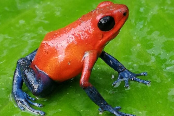 Rio Celeste Rain Forest Tour - Discovering the Wonders of Playa Hermosa