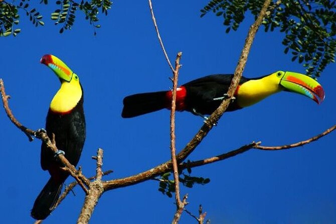 RIO CELESTE RIVER: Tubing+Rainforest+Wildlife+Waterfall+Active Volcano (PRIVATE) - Visit to Local Farm and Volcano