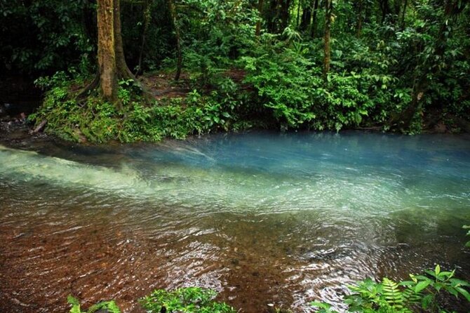 Rio Celeste Tour: Hiking, Sloth Sanctuary & Llanos De Cortes Waterfall (Private) - Visitor Reviews