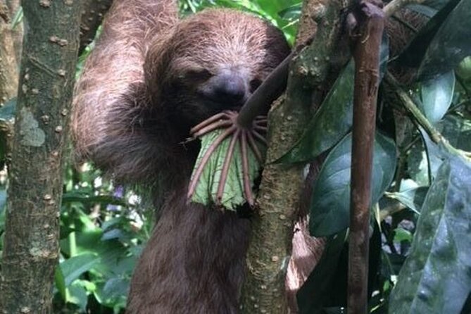 Rio Celeste Tour: Hiking, Sloth Sanctuary & Llanos De Cortes Waterfall (Private) - Visit Sloth Sanctuary