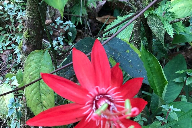 Rio Celeste Waterfall and Sloth Sanctuary Experience - Exploring Rio Celeste Waterfall