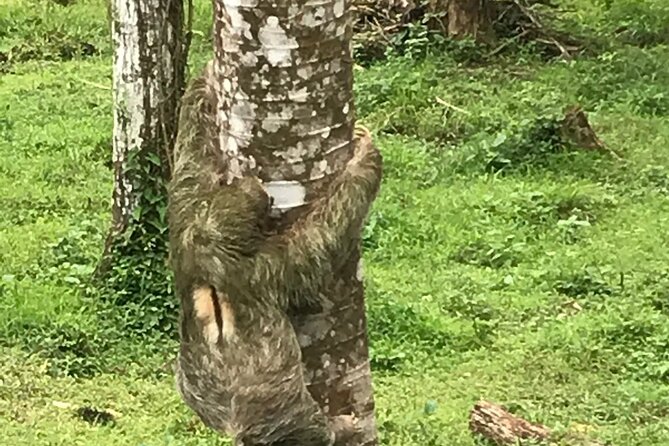 Rio Celeste Waterfall and Sloth Sanctuary Experience - Traveler Experiences and Recommendations
