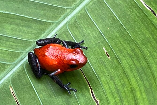 Rio Celeste Waterfall and Sloth Sanctuary Experience - Health and Accessibility Considerations
