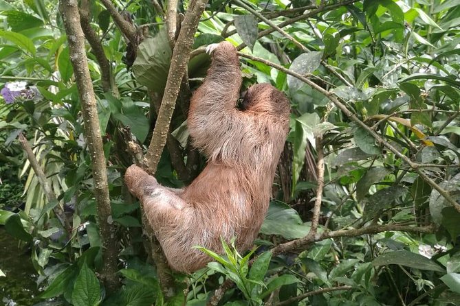 Rio Celeste Waterfall and Sloth Watching Tour - Hiking Tenorio National Park
