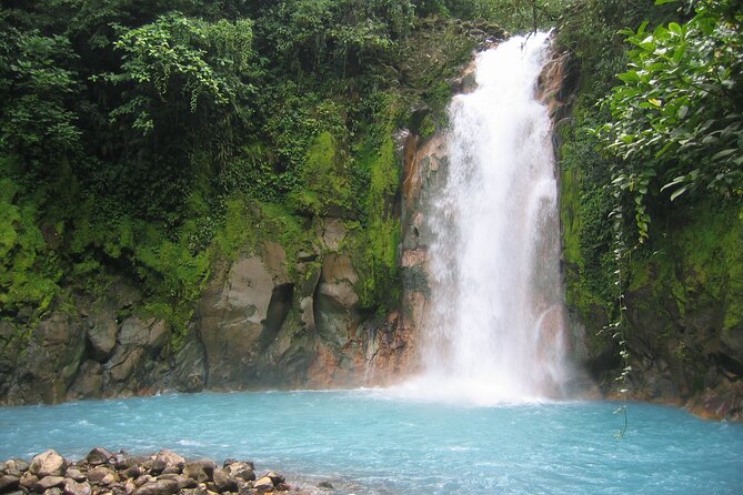 Río Celeste Waterfall - Rainforest Hike, Incl Lunch. - Diverse Flora and Fauna