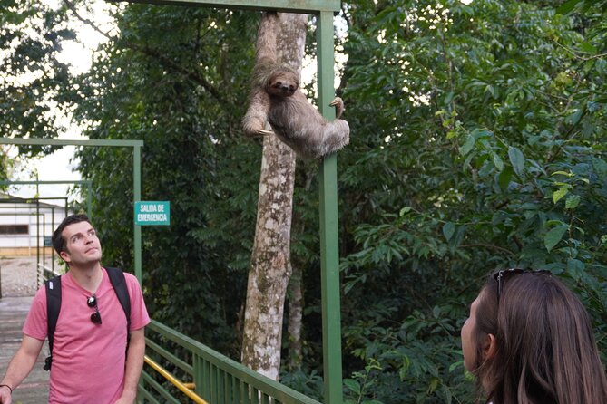 Rio Celeste, Waterfalls, Rain Forest Volcanoes and Sloth Habitat Private Tour - Highlights and Experiences