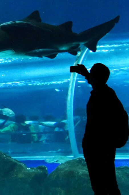 Rio De Janeiro: Aquario and Olympic Boulevard - Frequently Asked Questions