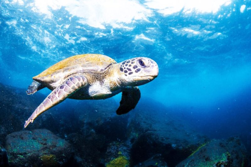 Rio De Janeiro: Arraial Do Cabo Scuba Diving Day Trip - Gear and Equipment Included