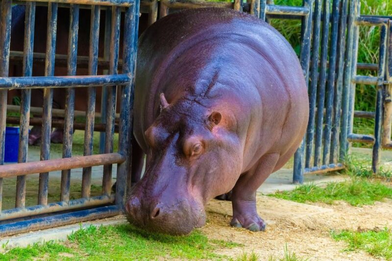 Rio De Janeiro: Biopark of Rio Entry Tickets (Zoo) - About the BioPark Experience