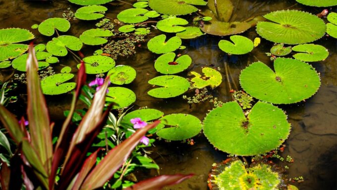 Rio De Janeiro: Botanical Garden and Tijuca Forest Jeep Tour - Tour Logistics and Essentials