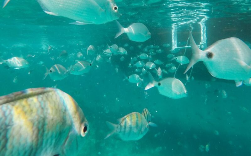 Rio De Janeiro: Ilha Grande With Boat Tour & Optional Lunch - Key Points