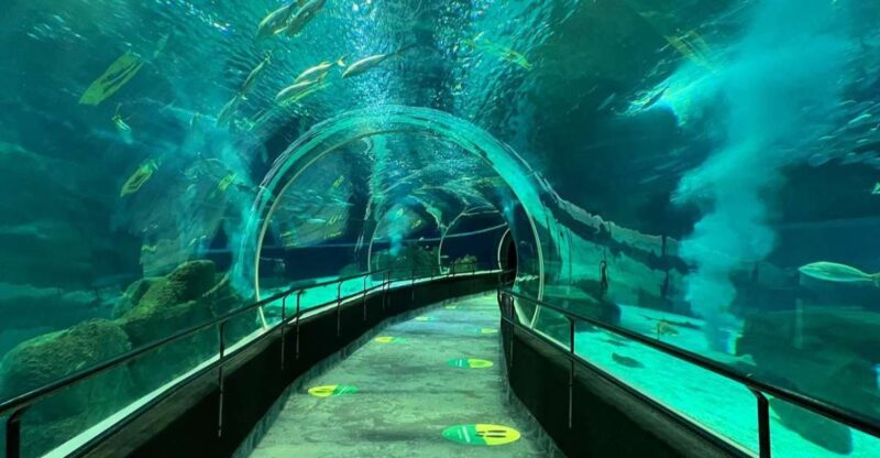 Rio De Janeiro: Marine Aquarium Entry Tickets - Highlights of the Aquarium