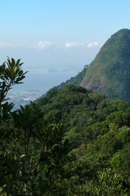 Rio De Janeiro: Pico Da Tijuca Hiking Tour - Professional Tour Guide