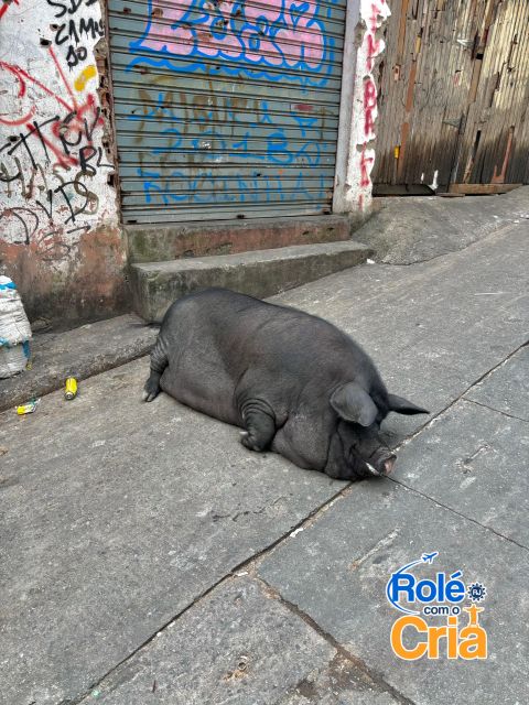 Rio De Janeiro: Rocinha Favela Guided Tour - Favela Culture and Routine