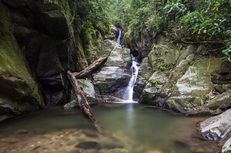 Rio De Janeiro: Tijuca National Park & Botanic Garden Tour - History of Tijuca Reforestation