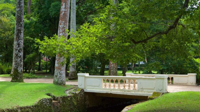 Rio De Janeiro: Tijuca National Park & Botanic Garden Tour - Taking in the Botanic Garden